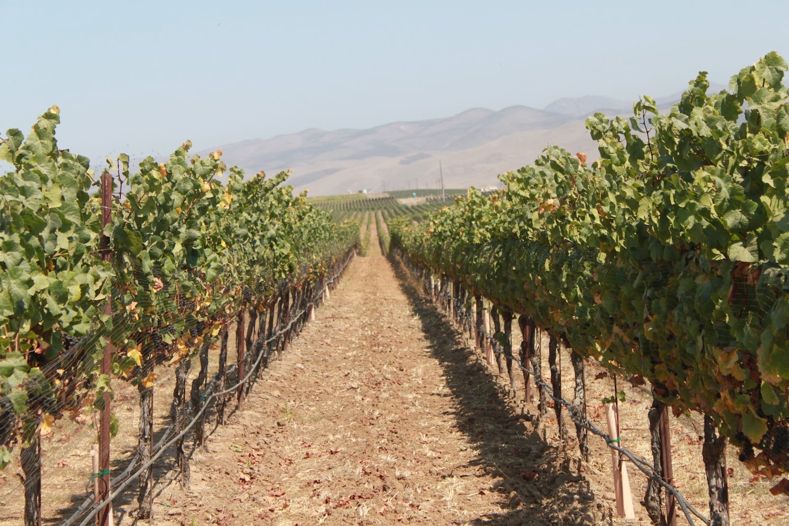 Bellante Family Winery, photo 3