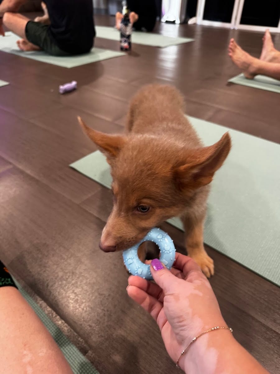 Puppy Yoga Tucson (Puppies Yoga)