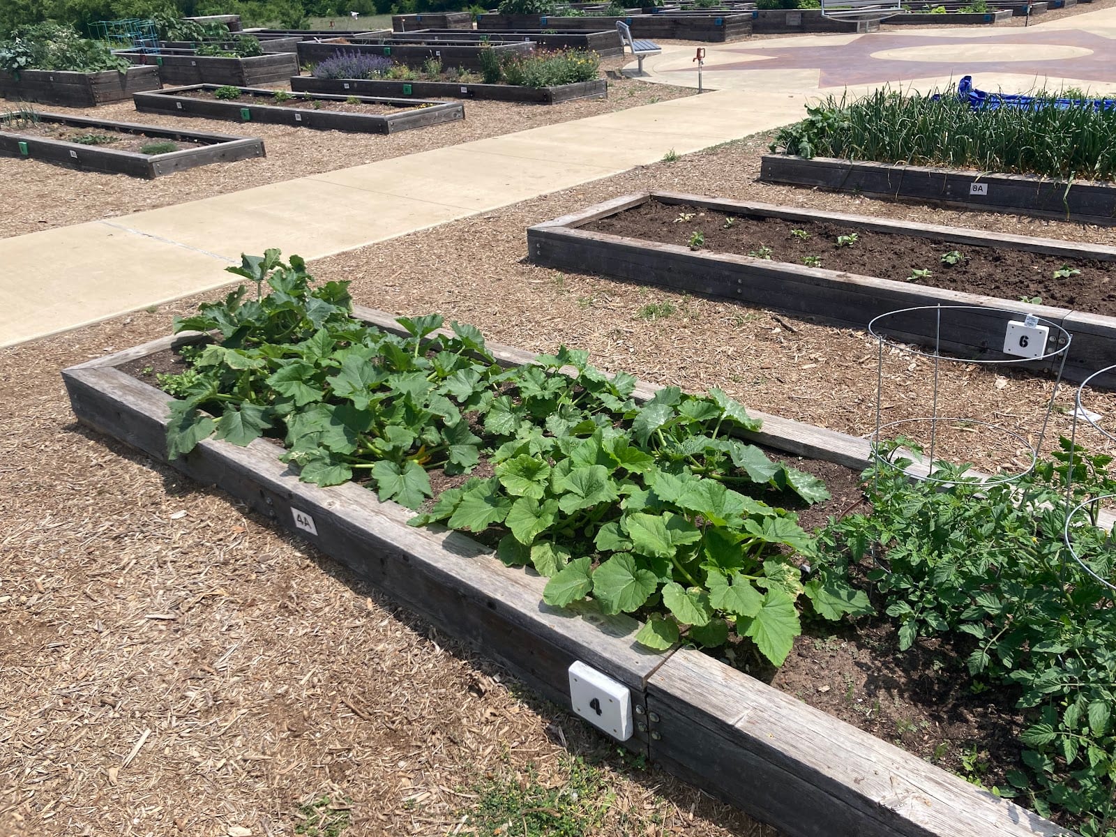 The Harvest at Frisco Commons, photo 2