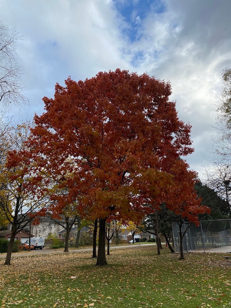 Goulding Park, photo 3