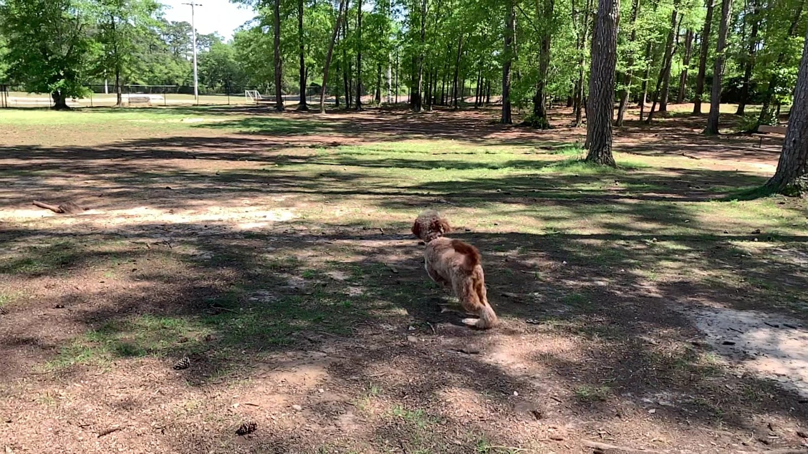 Julien Marx Dog Park @ Medal of Honor Park, photo 2