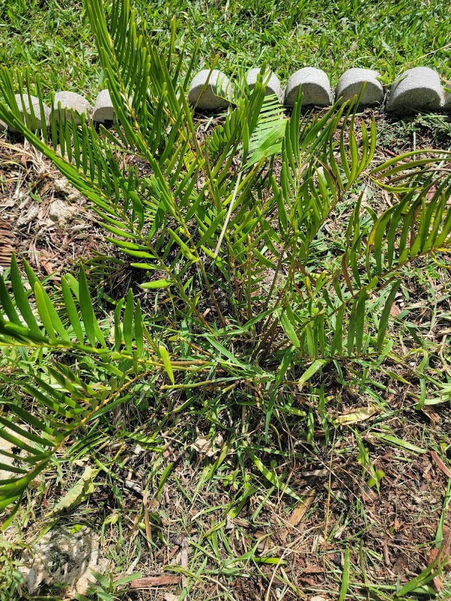 Joshua Tree Lawn and Landscaping