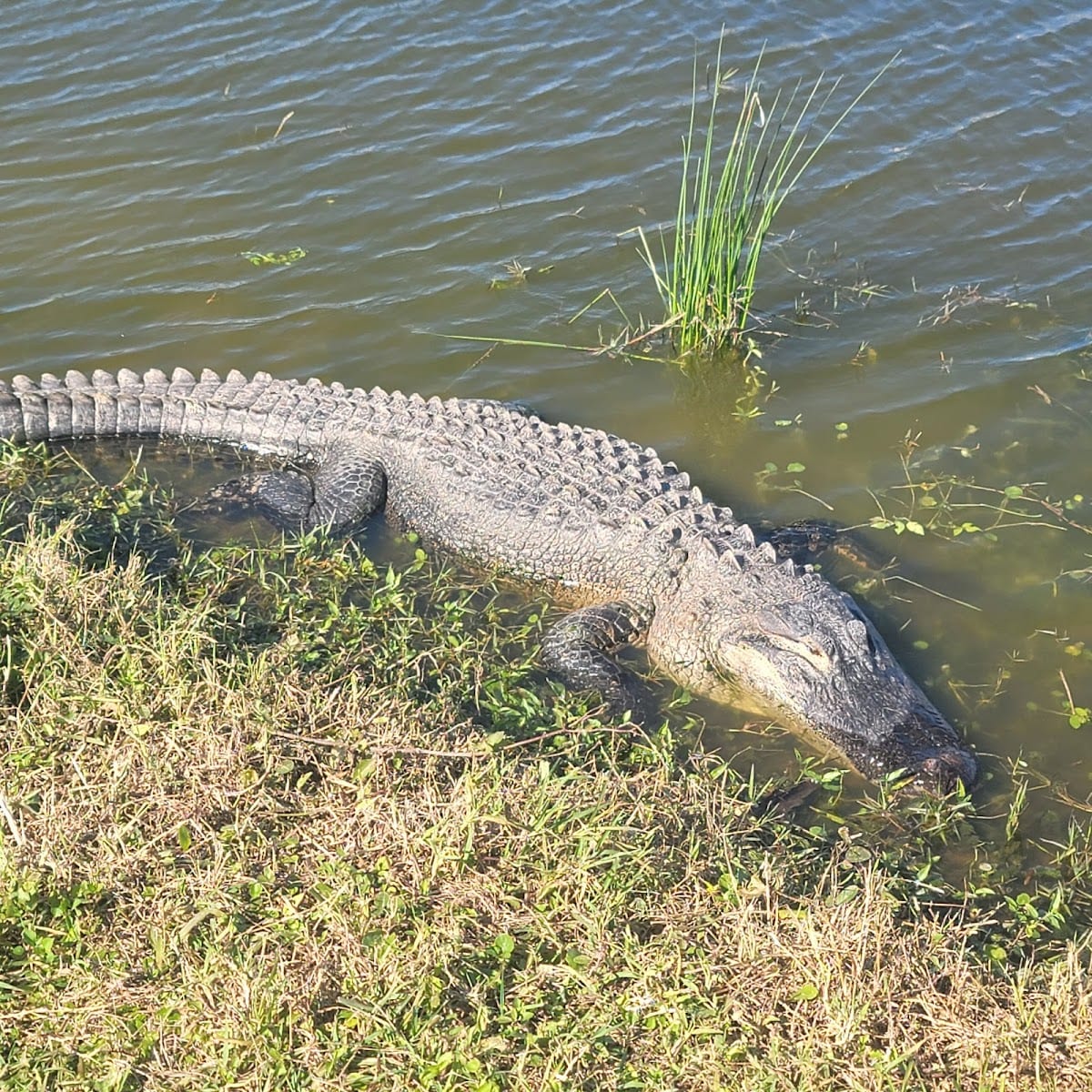 Seminole Lakes Country Club, photo 4