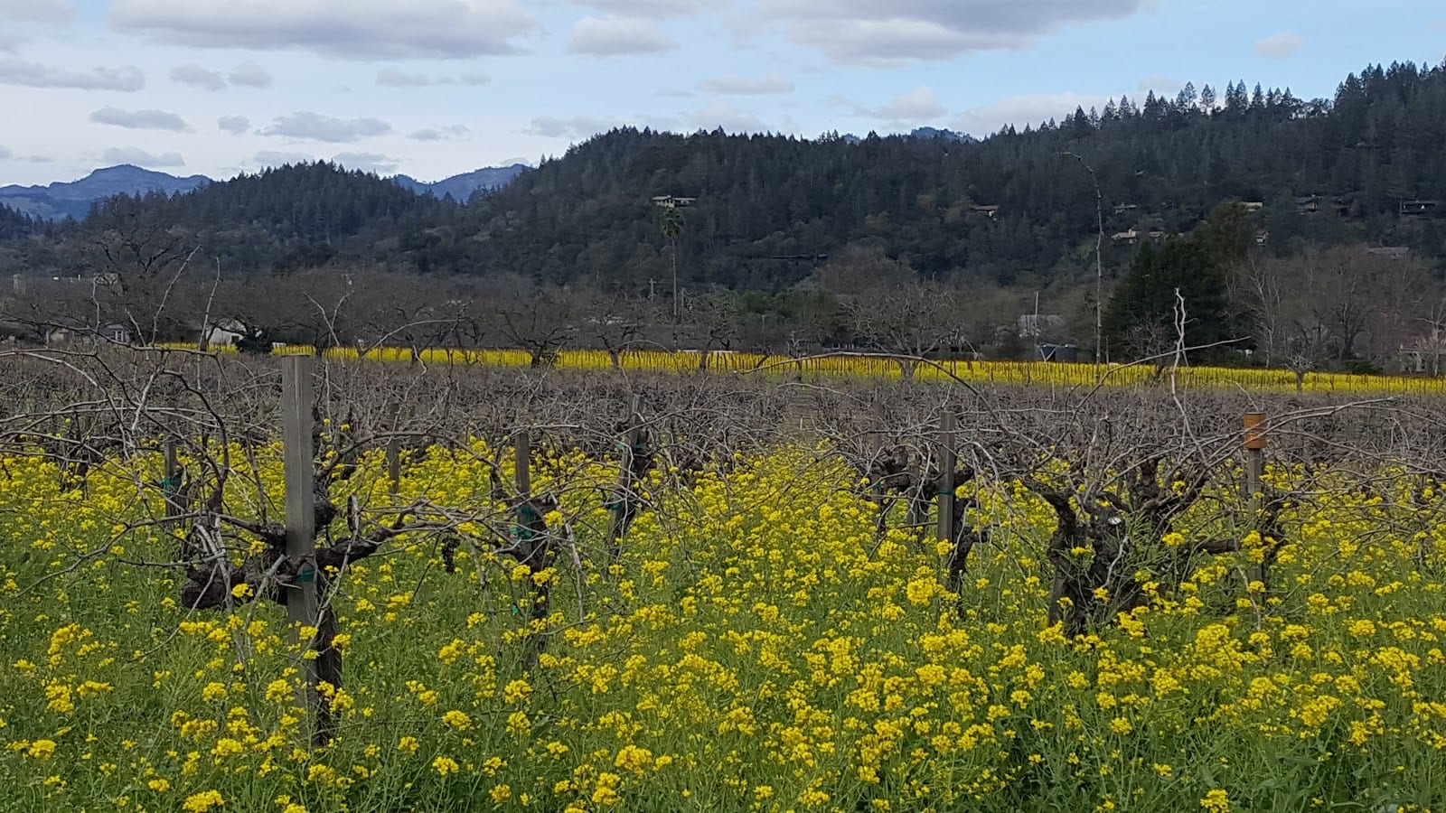 St. Helena Parks & Recreation