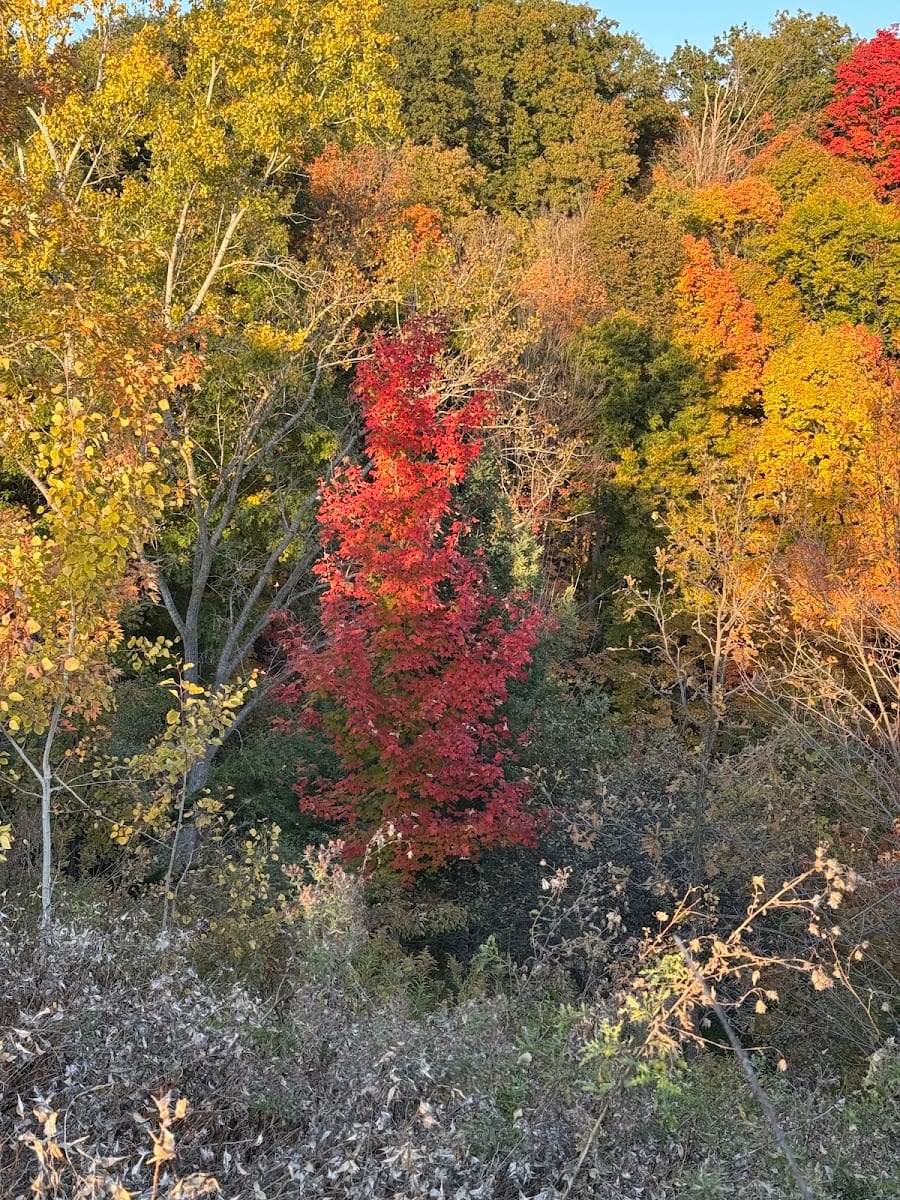 Linkwood Lane Park