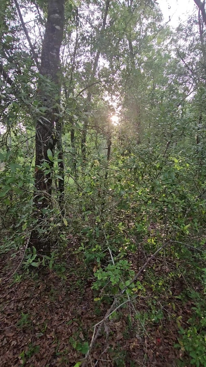 Black Creek Ravines Trailhead, photo 2