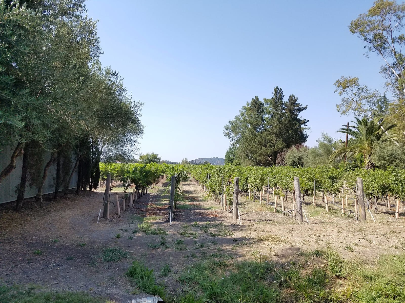 Elyse Winery