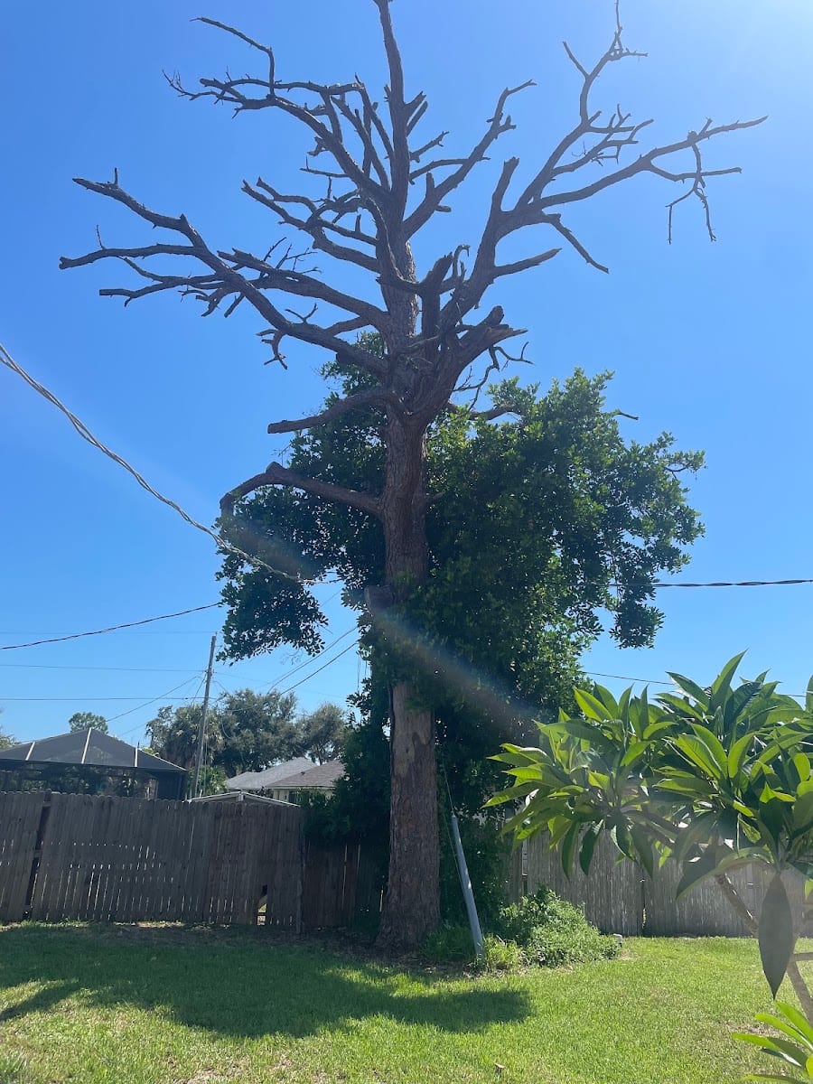 Paradise Lawn And Tree Service, Inc