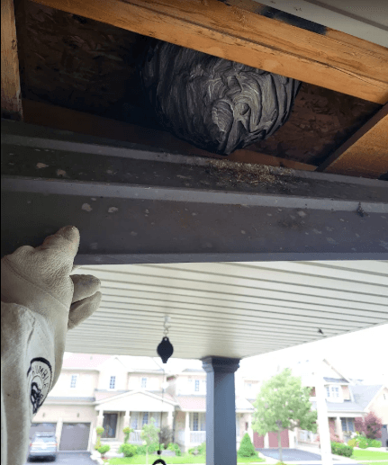 Wasp-Free Canada — Pest Control, photo 2