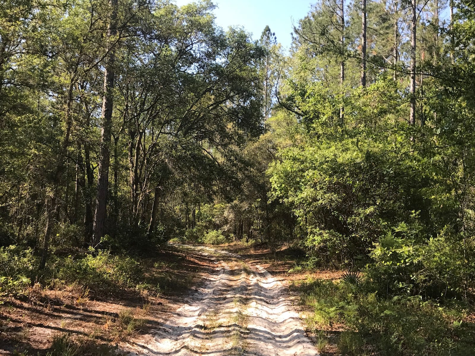 Belmore State Forest - Satsuma Tract