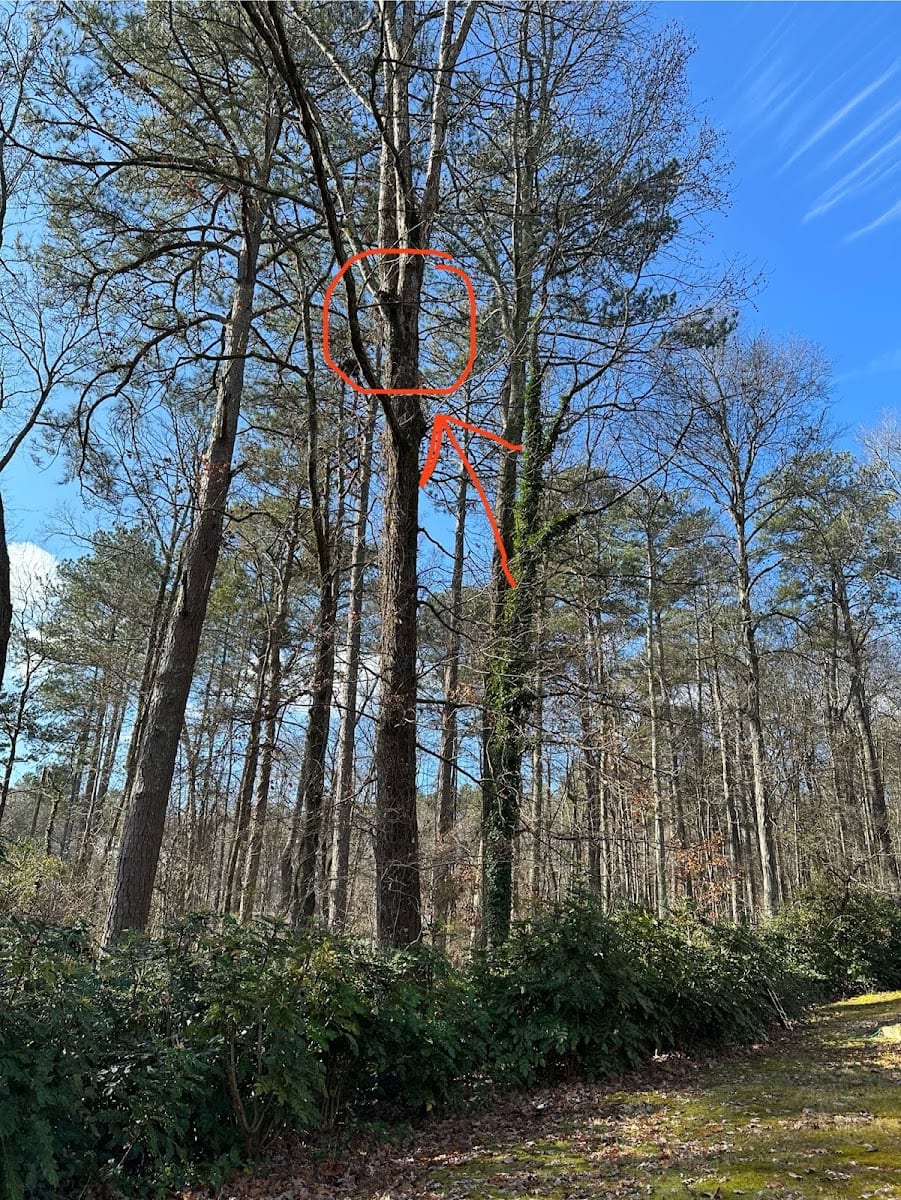 Googe Tree Service and Design