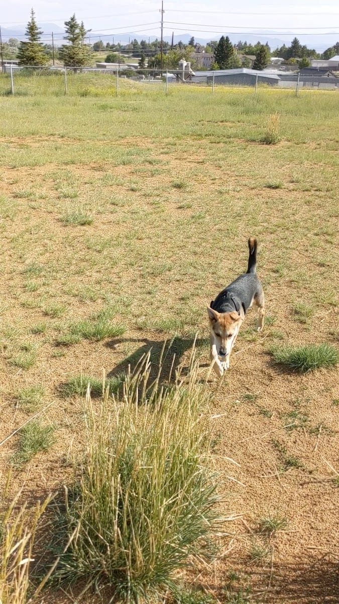 Paws Park Dog Park, photo 2