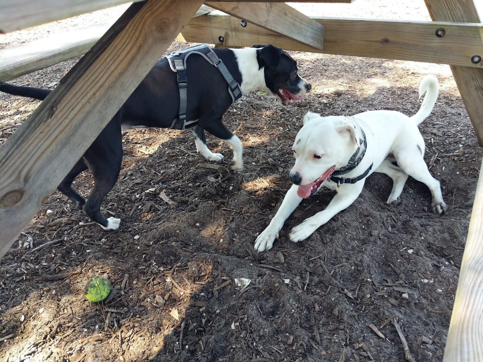 17th Street Paw Park, photo 3
