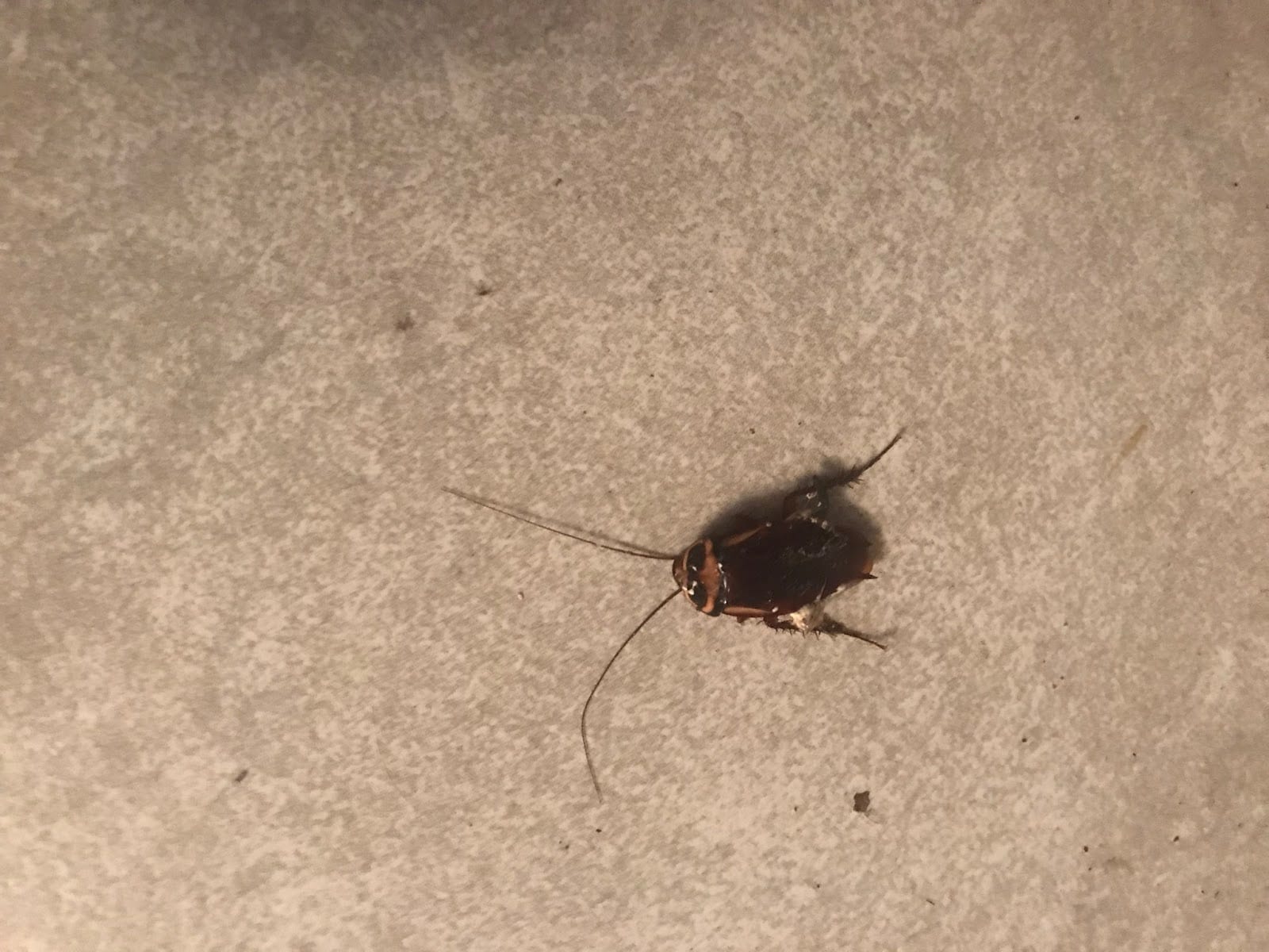 Classic Pest Control Inc., photo 4
