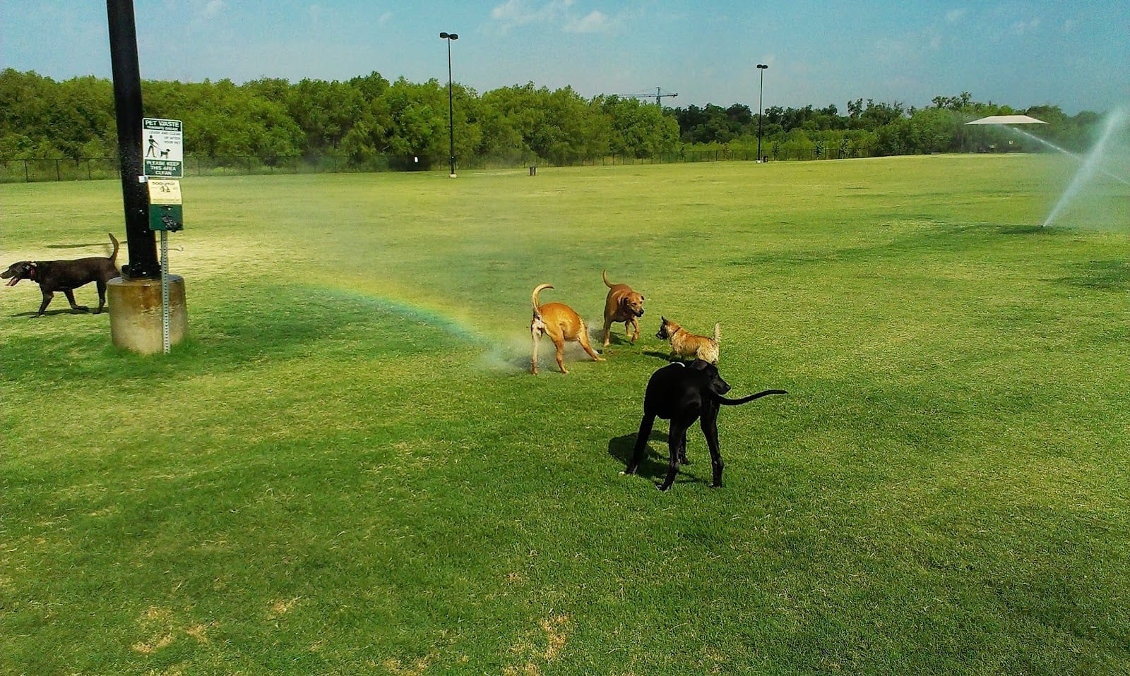 Dog Park