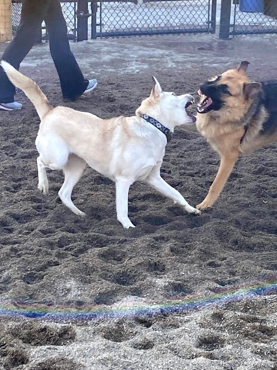 Dog Park at Winston Churchill Park, photo 3
