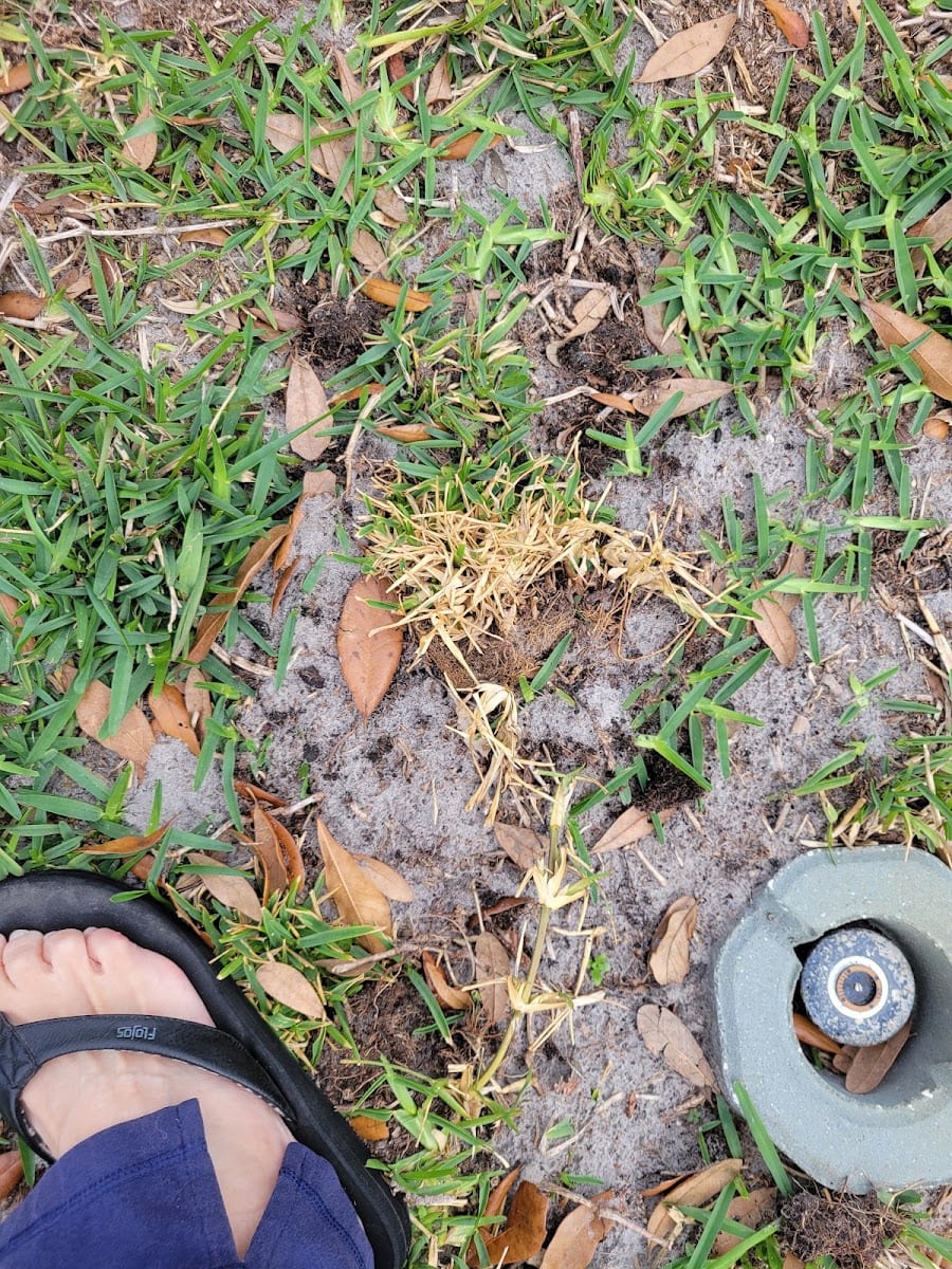 Massey Services GreenUP Lawn Care Service, photo 3
