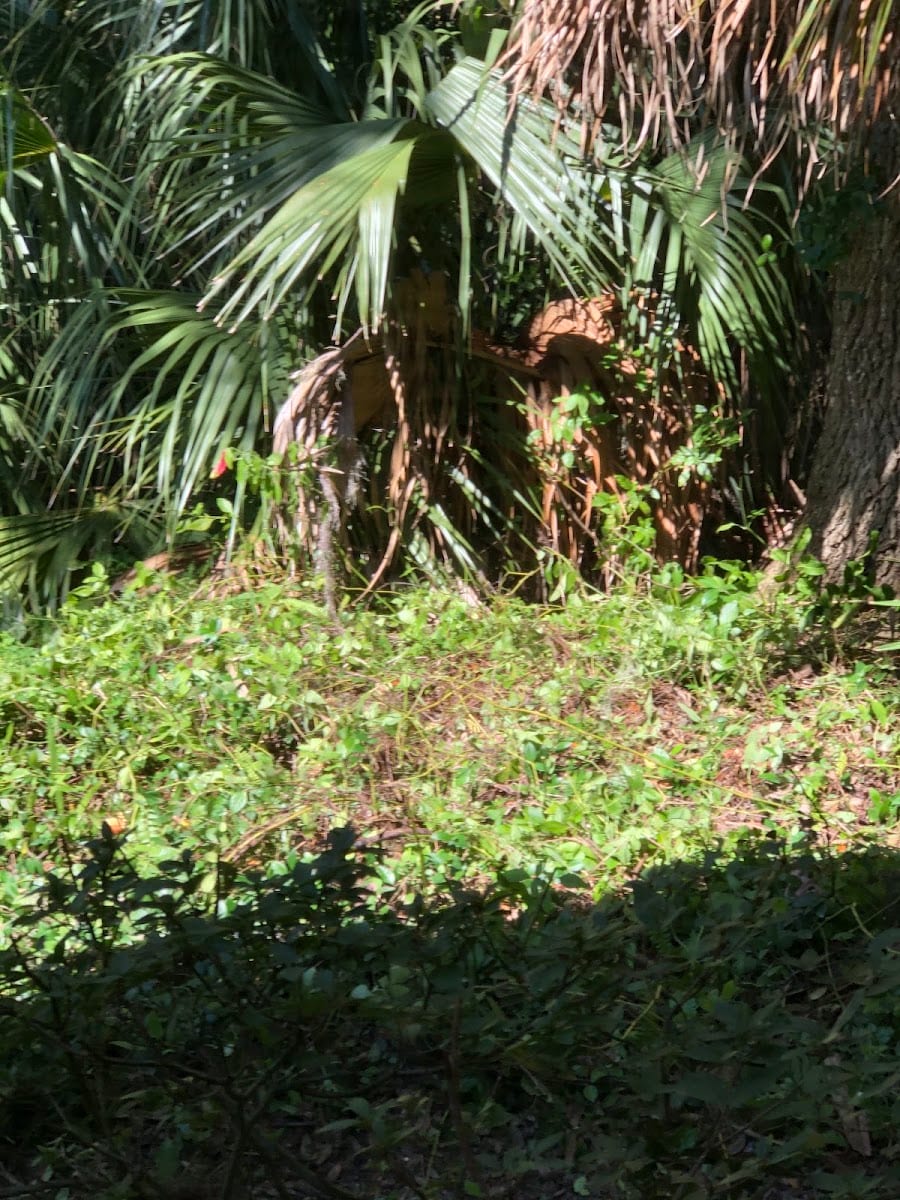 Golden Leaf Landscaping Services, photo 2