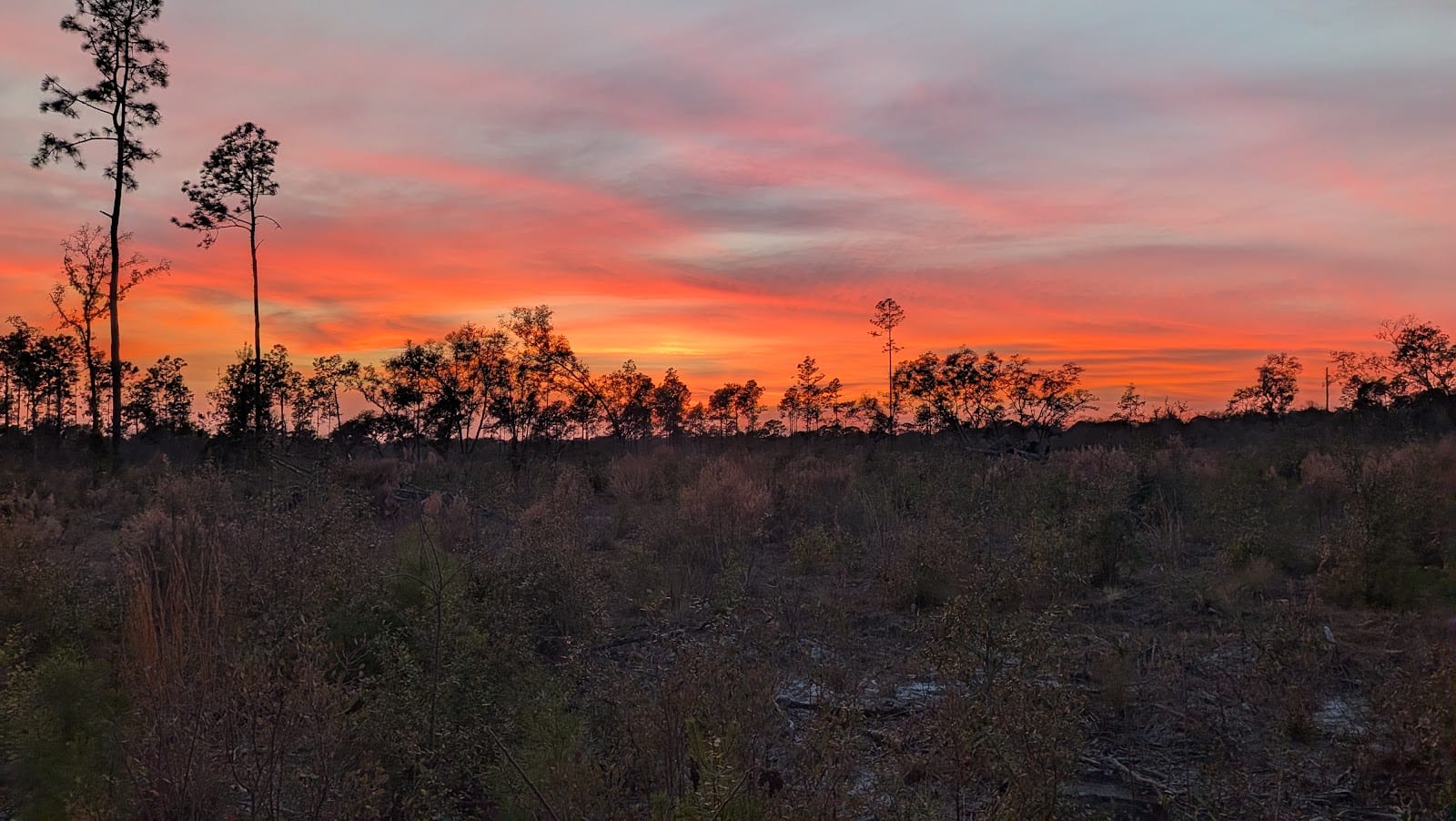 Camp Blanding Wildlife Management Area