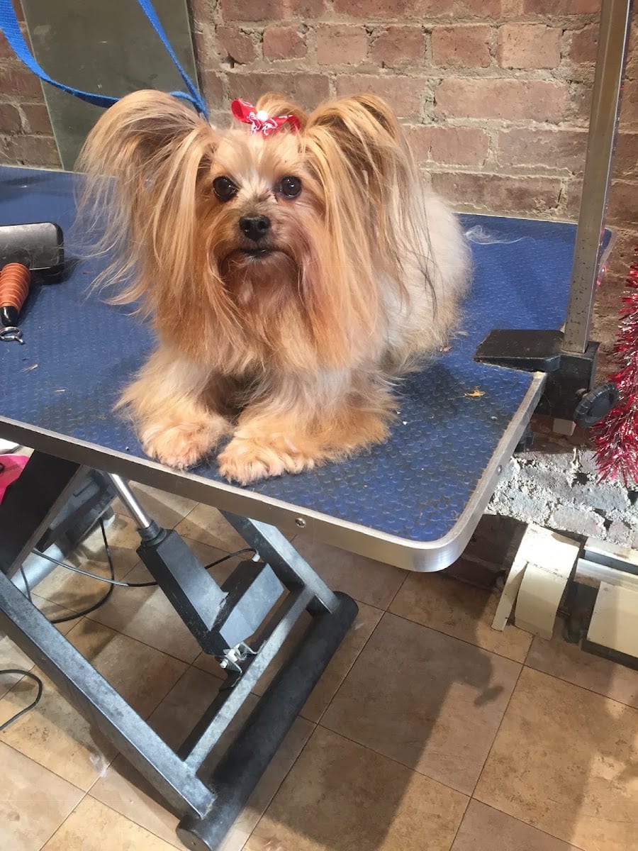 Cookies Paws Mobile Pet Grooming Salon, photo 4