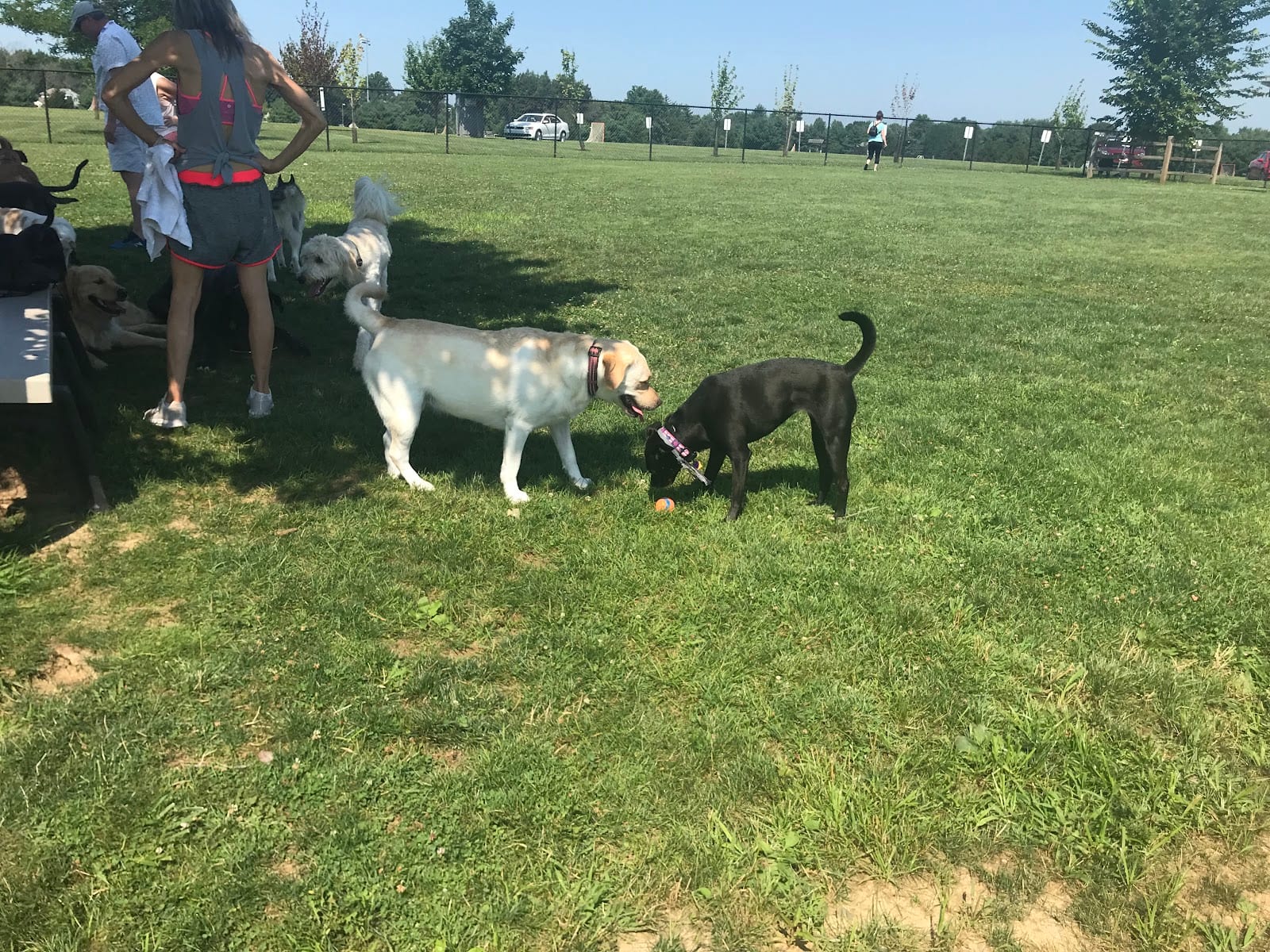 Doylestown Private Dog Park (members only), photo 3