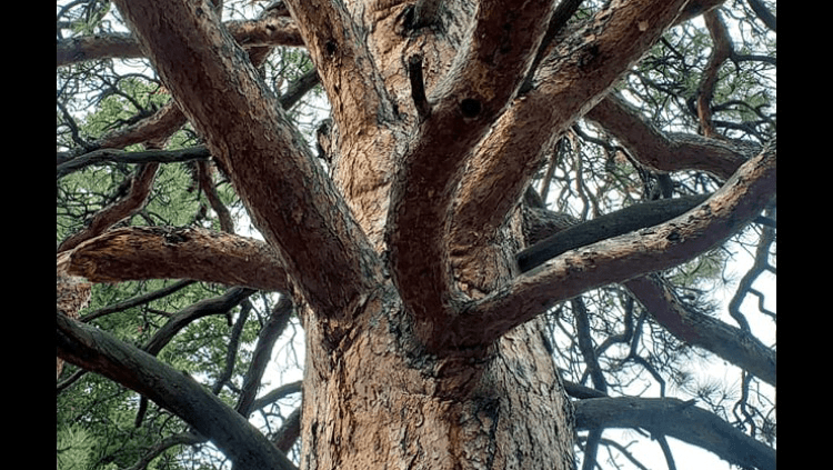 Brooks Arborist & Tree Services LLC, photo 2