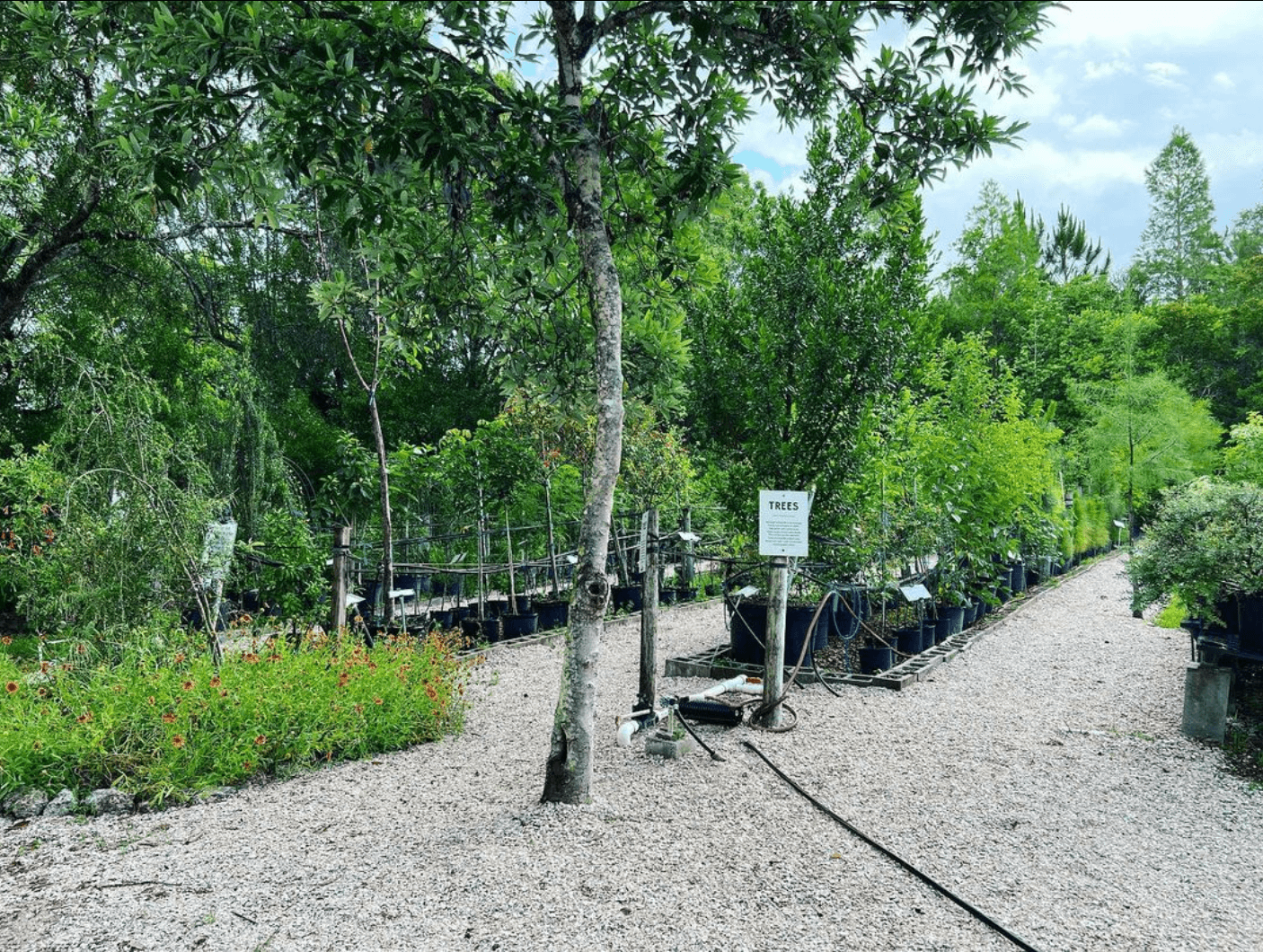 Florida Native Plants Nursery & Landscaping, photo 4