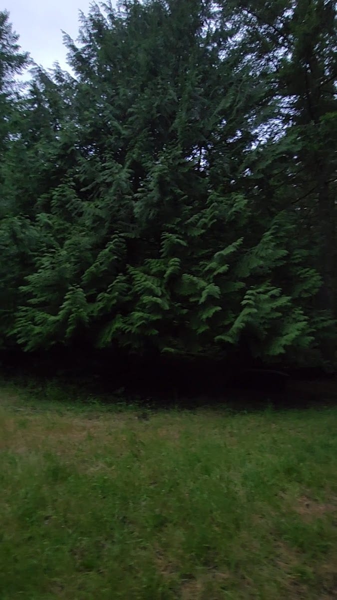 Kaiser Woods, photo 2