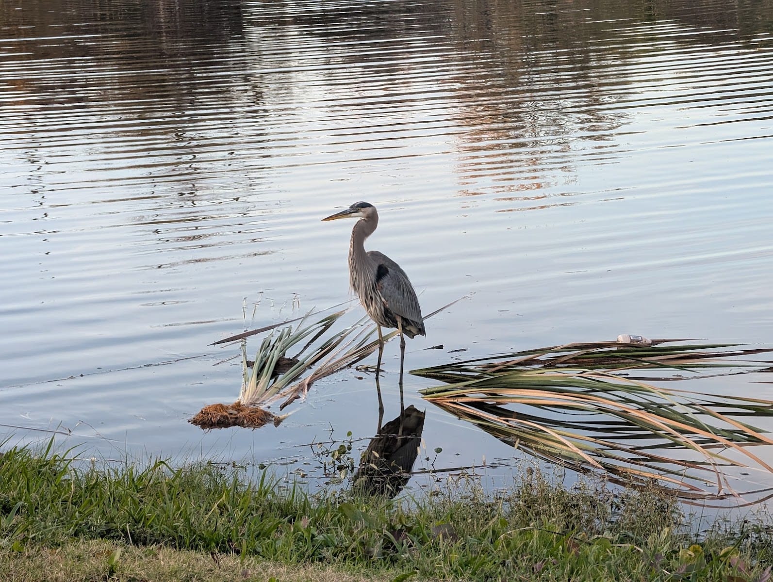 Scout Park, photo 3