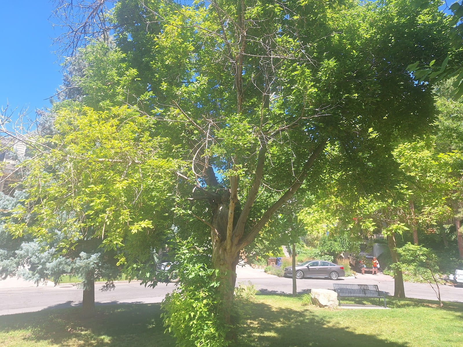 Beatrice Evans Park