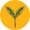 Yellow Spruce Roasters