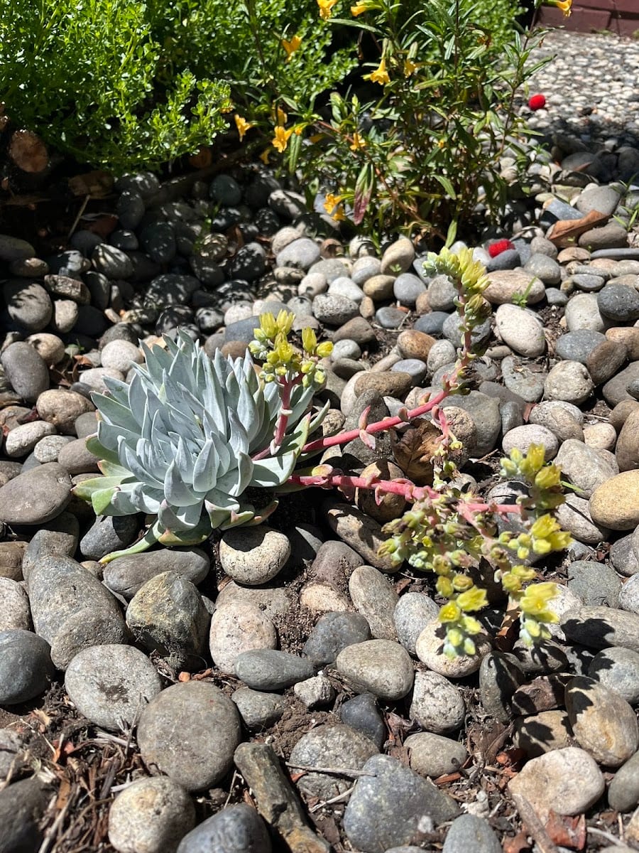 Ed's Garden Service, photo 3