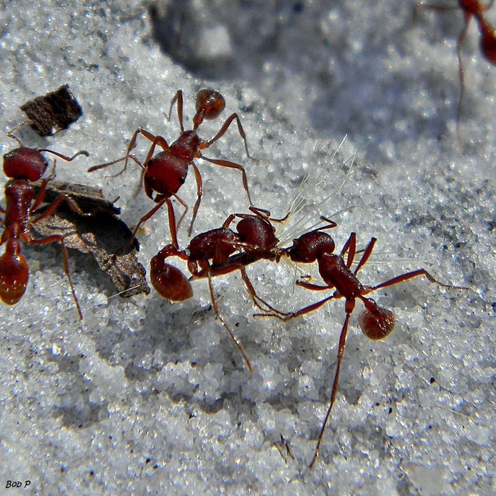 Bugs Patrol LLC Pest Control, photo 3