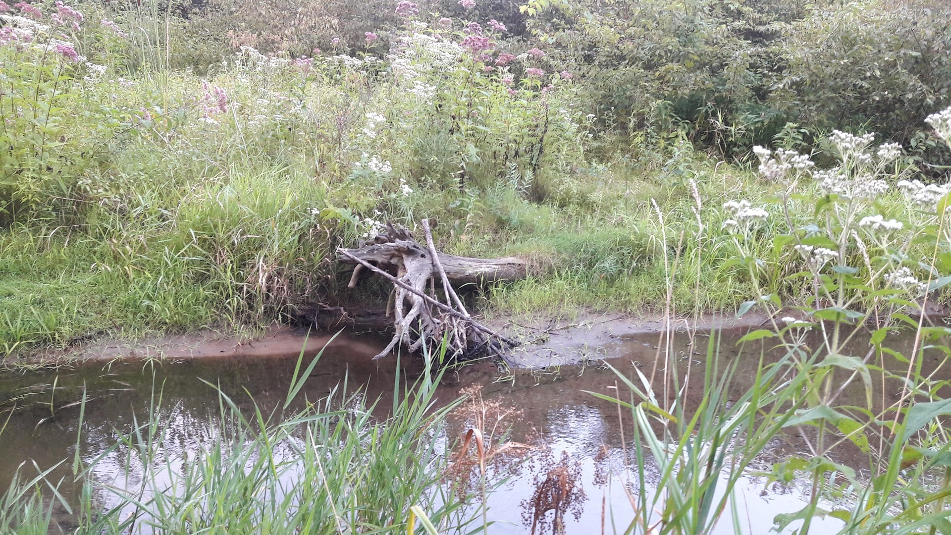 Rowland Hollow Creek Preserve, photo 4