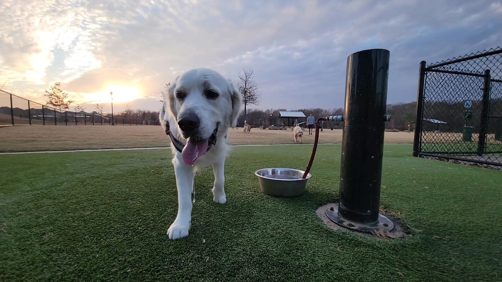 Wood Family Dog Park, photo 2