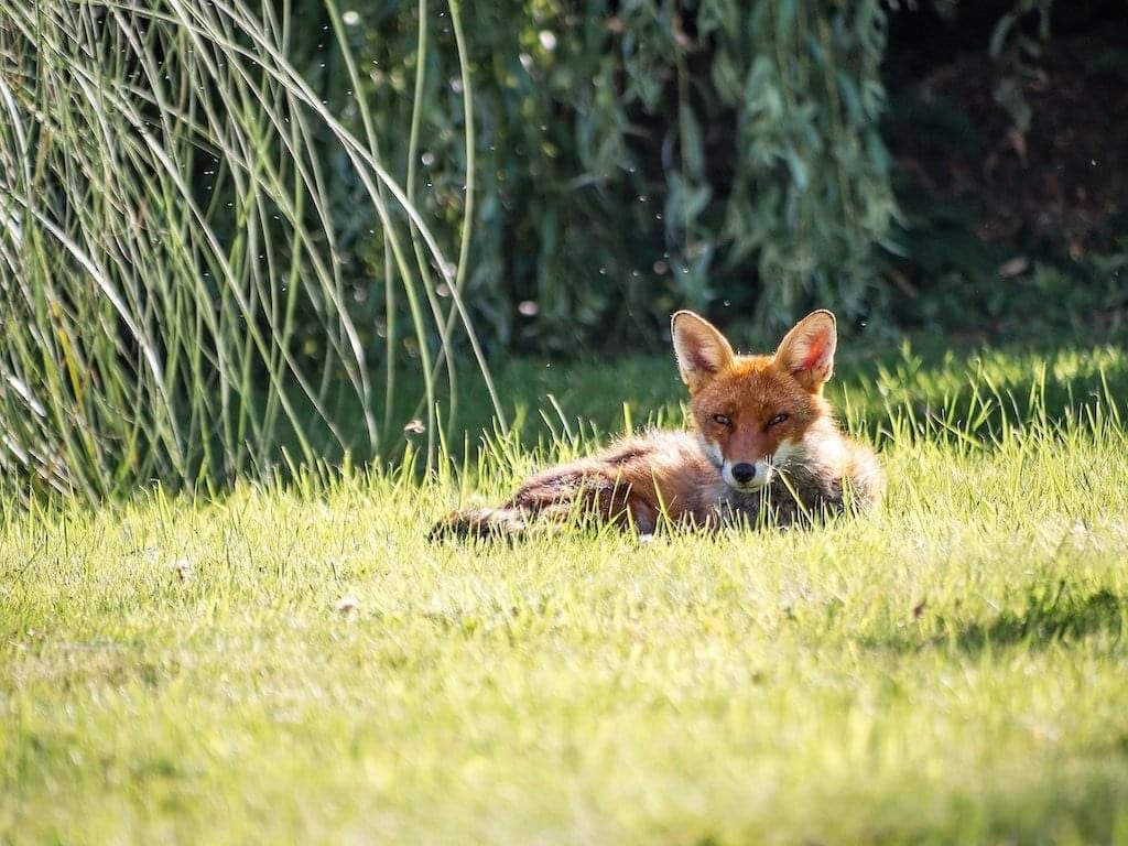 Wildlife Matters Organisation, photo 2