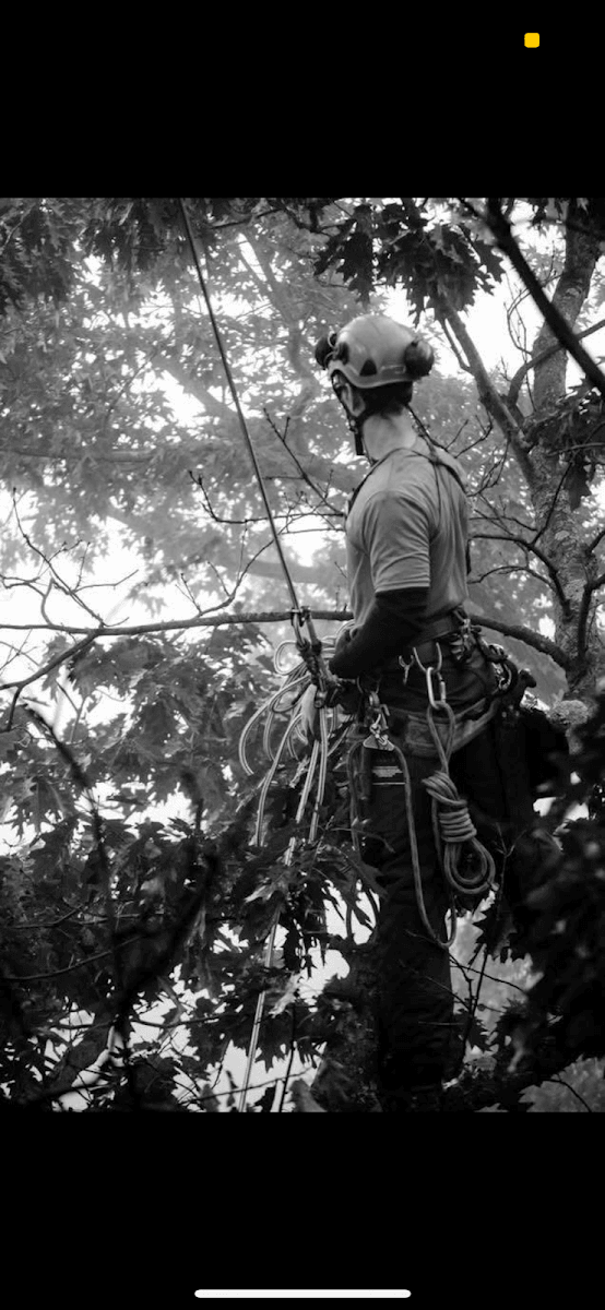 Morvin Tree Pruning, photo 2