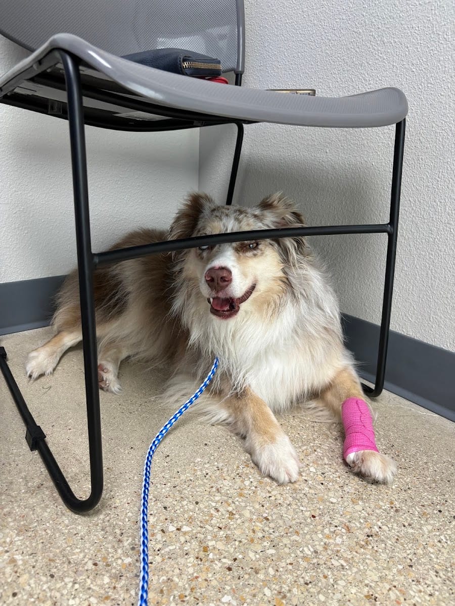 Firehouse Animal Health Center Round Rock, photo 4