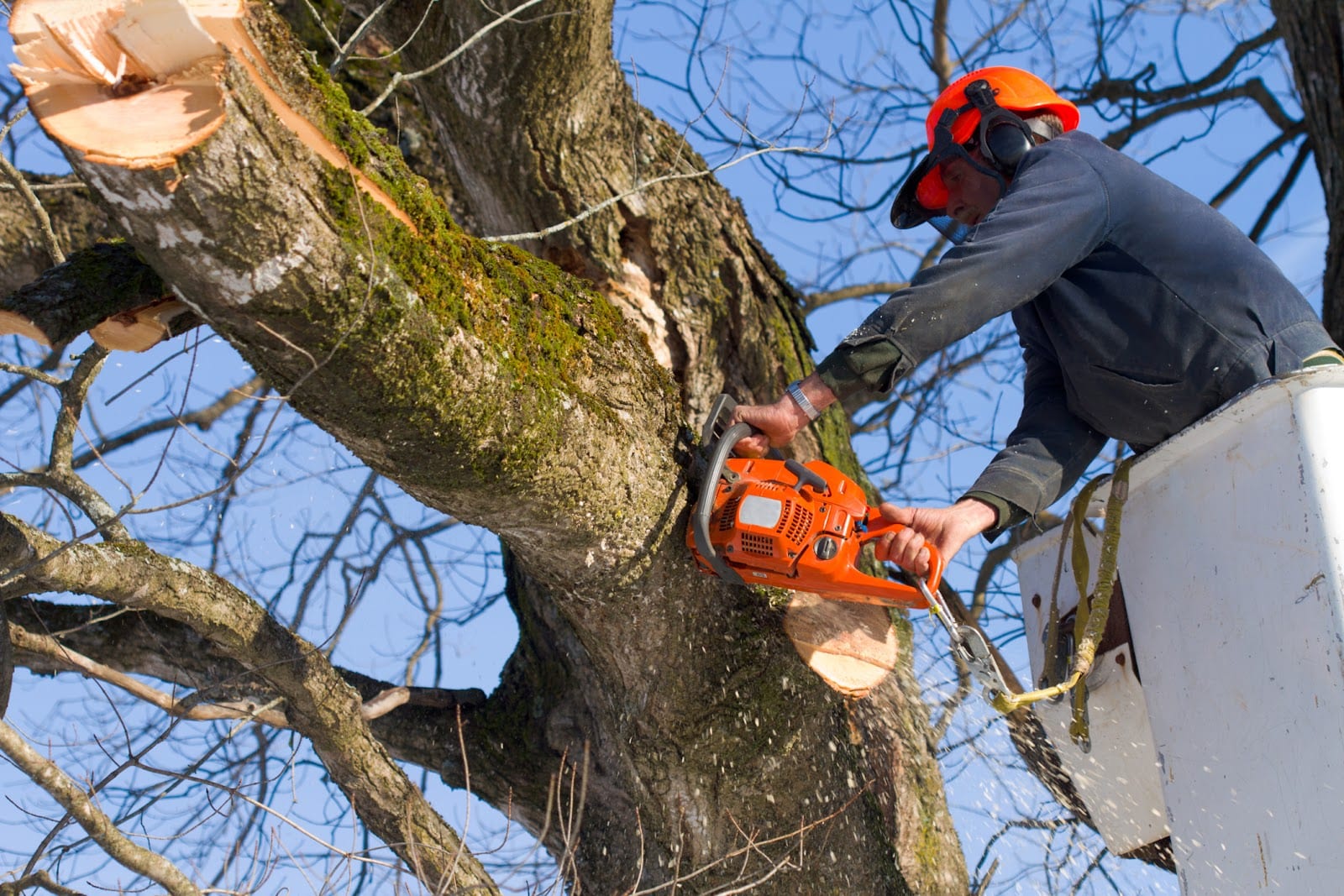 American Tree Service, photo 3