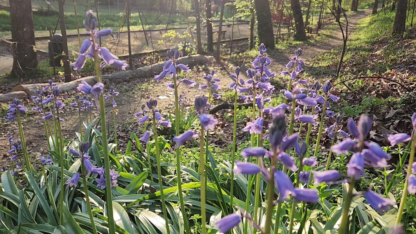 Echo Valley Neighborhood Park