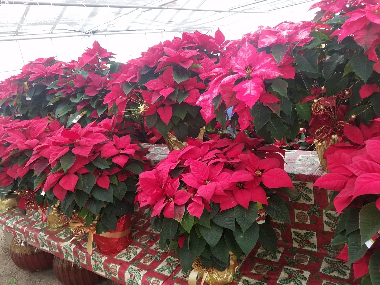 Johnny Appleseed Inc