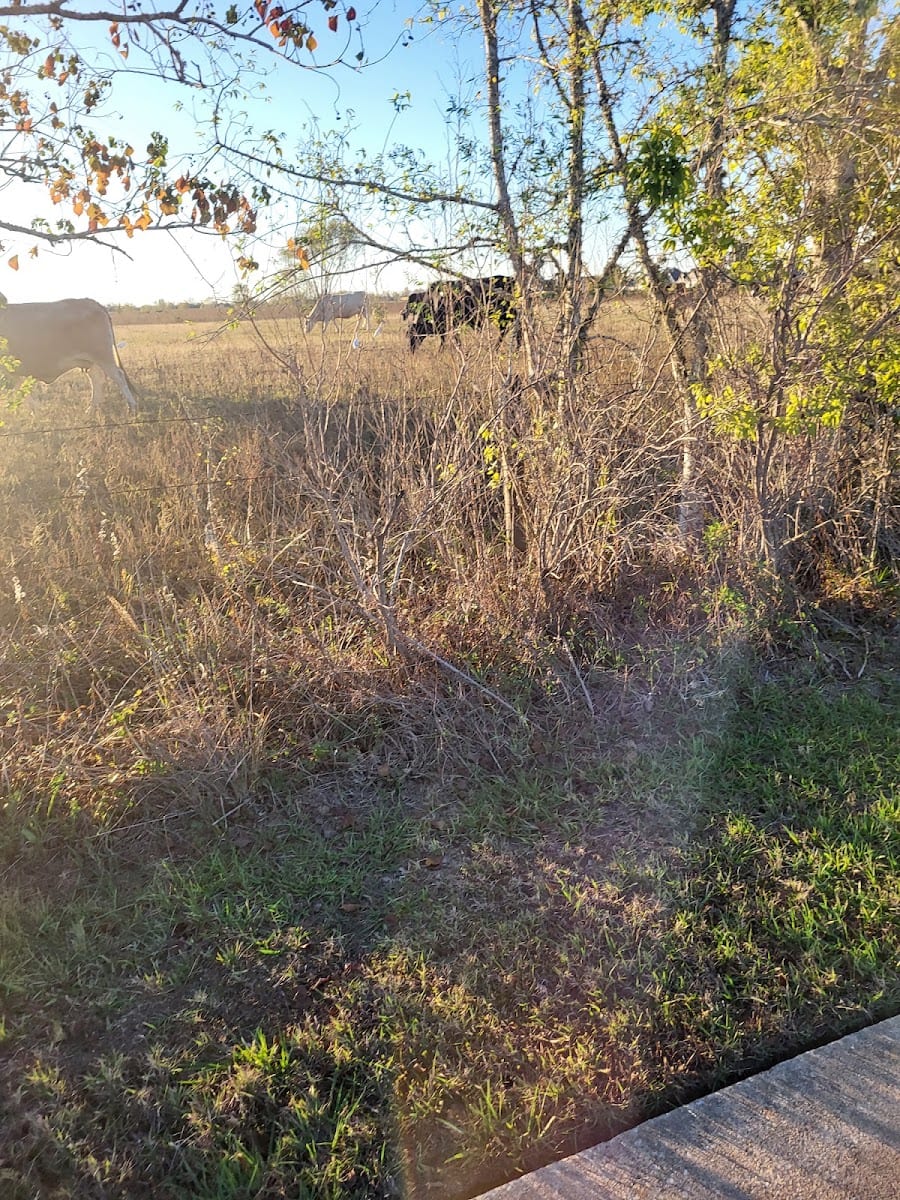 Gulf Terrace Park, photo 2