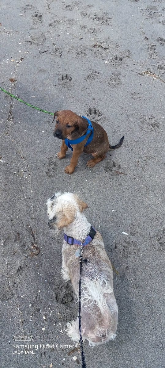 Paw Park Beach, photo 2
