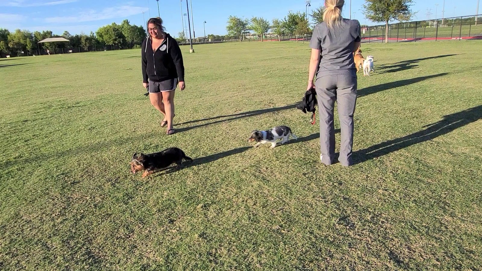 Dog Park, photo 2