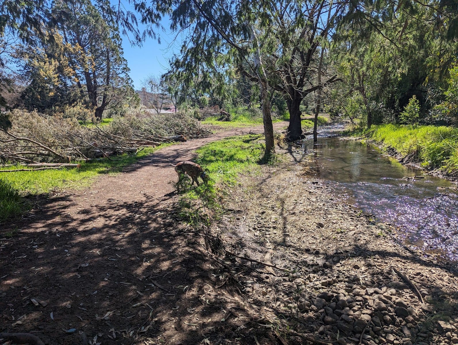 Shurtleff Park