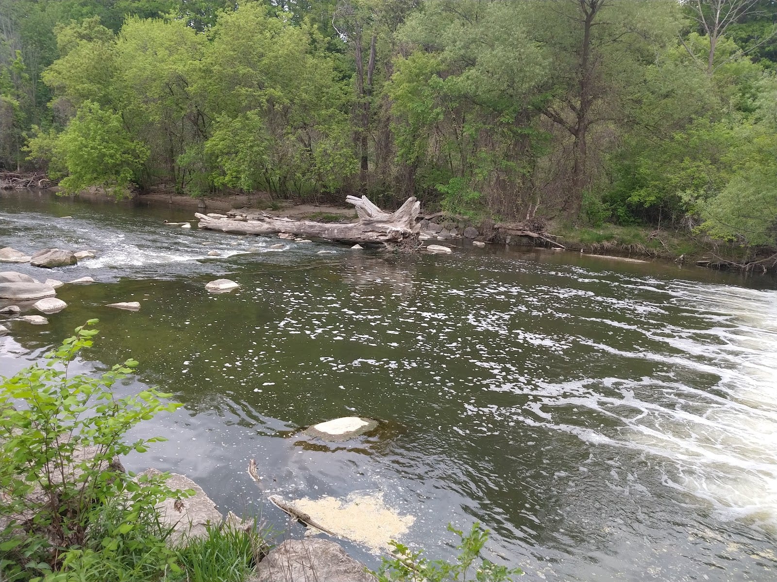 Coxwell Ravine Park, photo 3