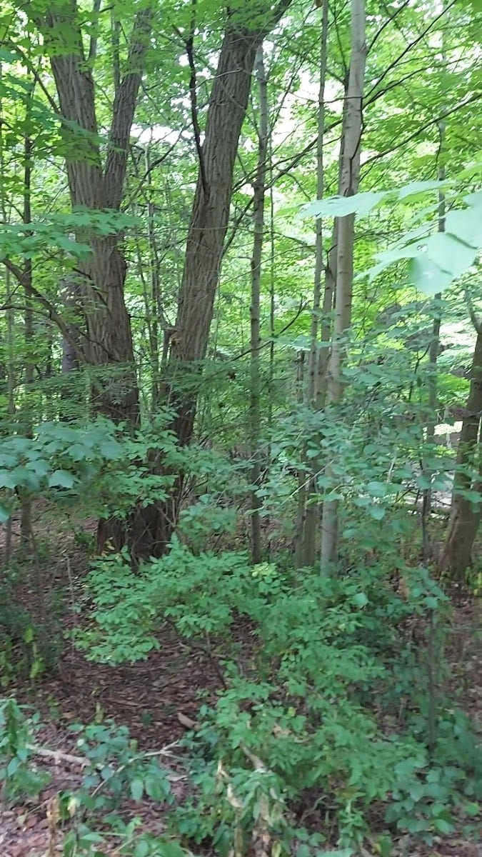 Start of walking trail, photo 2