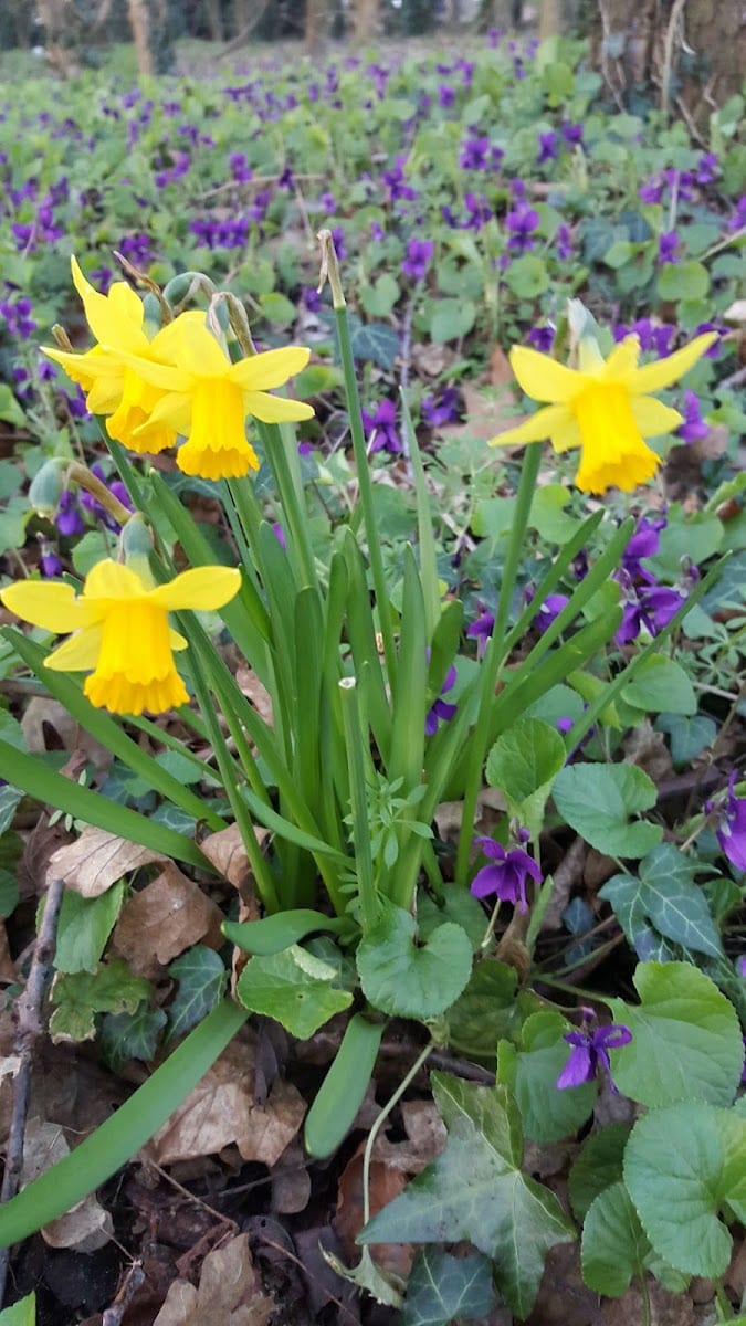 Bowthorpe Park, photo 3
