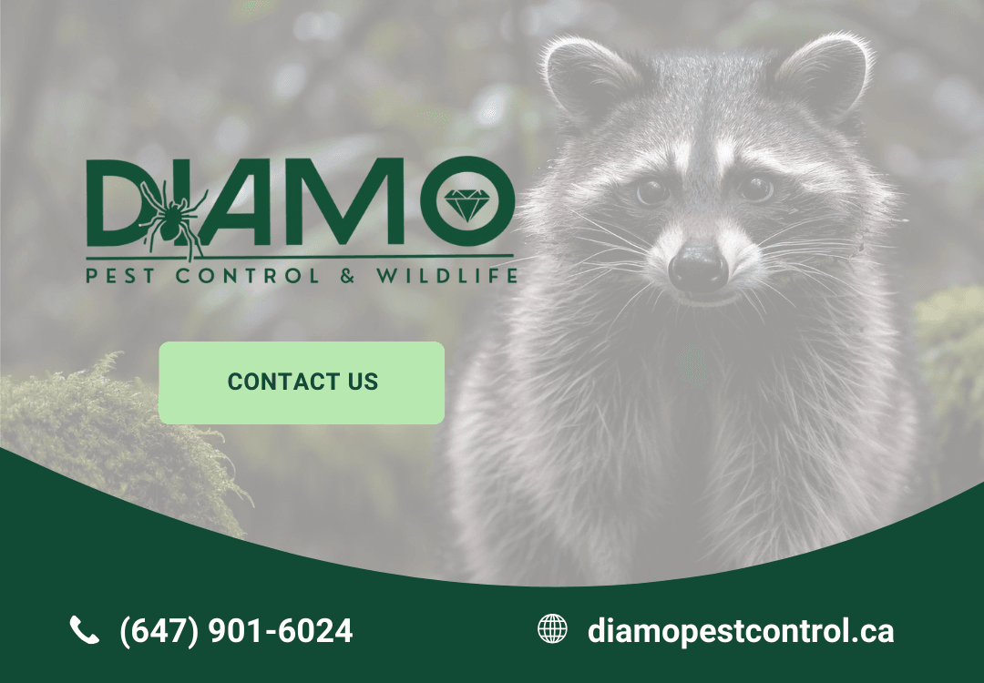 Diamo Pest & Wildlife Control, photo 2