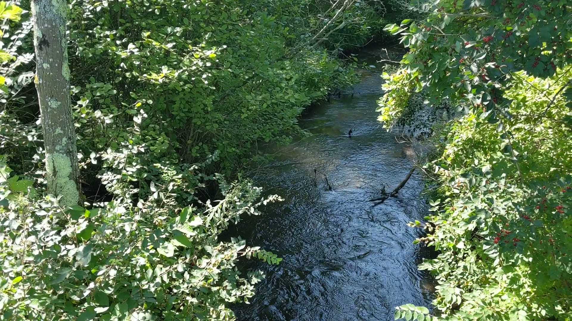 Bog Meadow Brook Nature Trail, photo 2
